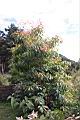 紅芽石楠17.JPG