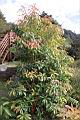 紅芽石楠19.JPG