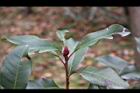 紅芽石楠23.jpg