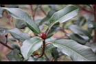紅芽石楠24.jpg