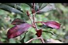 紅芽石楠25.jpg
