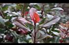 紅芽石楠28.jpg