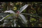 紅芽石楠36.JPG