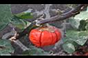 紅茄-紅實3.jpg