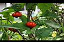 紅茄-紅實6.jpg