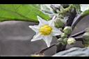 紅茄-花03.jpg