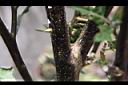 紅茄-莖0.jpg