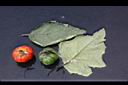 紅茄-葉果.jpg