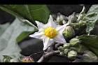 紅茄-花05.jpg