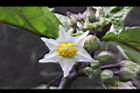 紅茄-花06.jpg