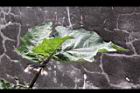 紅茄-葉3.jpg