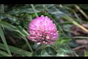 紅菽草-花08.jpg