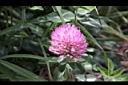 紅菽草-花10.jpg