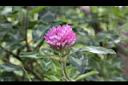 紅菽草-花12.jpg