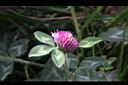 紅菽草-花14.jpg