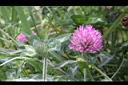 紅菽草-花18.jpg