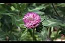 紅菽草-花22.jpg