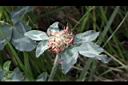 紅菽草-謝花.jpg