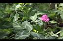 紅菽草09.jpg