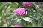 紅菽草-花05.jpg