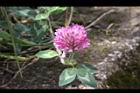 紅菽草-花09.jpg