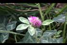 紅菽草-花13.jpg