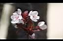 紅葉李-花02.jpg