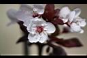 紅葉李-花03.jpg