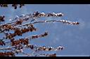 紅葉李-花序00.jpg