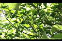 紅葉樹-花苞00.JPG