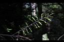 紅葉樹-花苞05.JPG