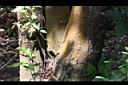 紅葉樹-莖02.JPG