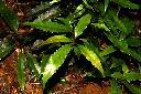 紅葉樹-葉07.JPG