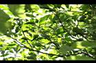 紅葉樹-花苞01.JPG