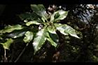 紅葉樹-葉04.JPG