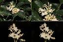 紅葉藤-花序1.jpg
