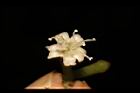 紅葉藤-花36.JPG