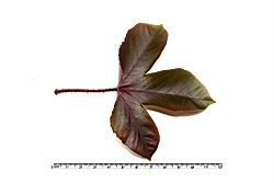 紅麻瘋樹-葉正09.JPG