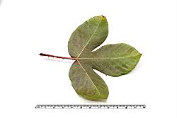紅麻瘋樹-葉背01.JPG