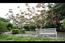 紅麻瘋樹05.JPG