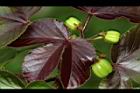 紅麻瘋樹-實01.JPG