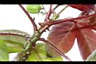 紅麻瘋樹-腺體01.JPG