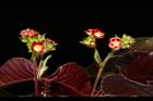 紅麻瘋樹-花序01.JPG