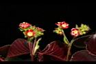紅麻瘋樹-花序02.JPG