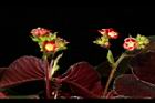 紅麻瘋樹-花序03.JPG