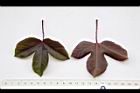 紅麻瘋樹-葉03.JPG