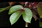 紅麻瘋樹-葉正01.JPG