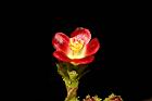 紅麻瘋樹-雄花01.JPG