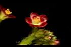 紅麻瘋樹-雄花09.JPG