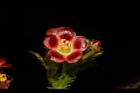 紅麻瘋樹-雄花11.JPG
